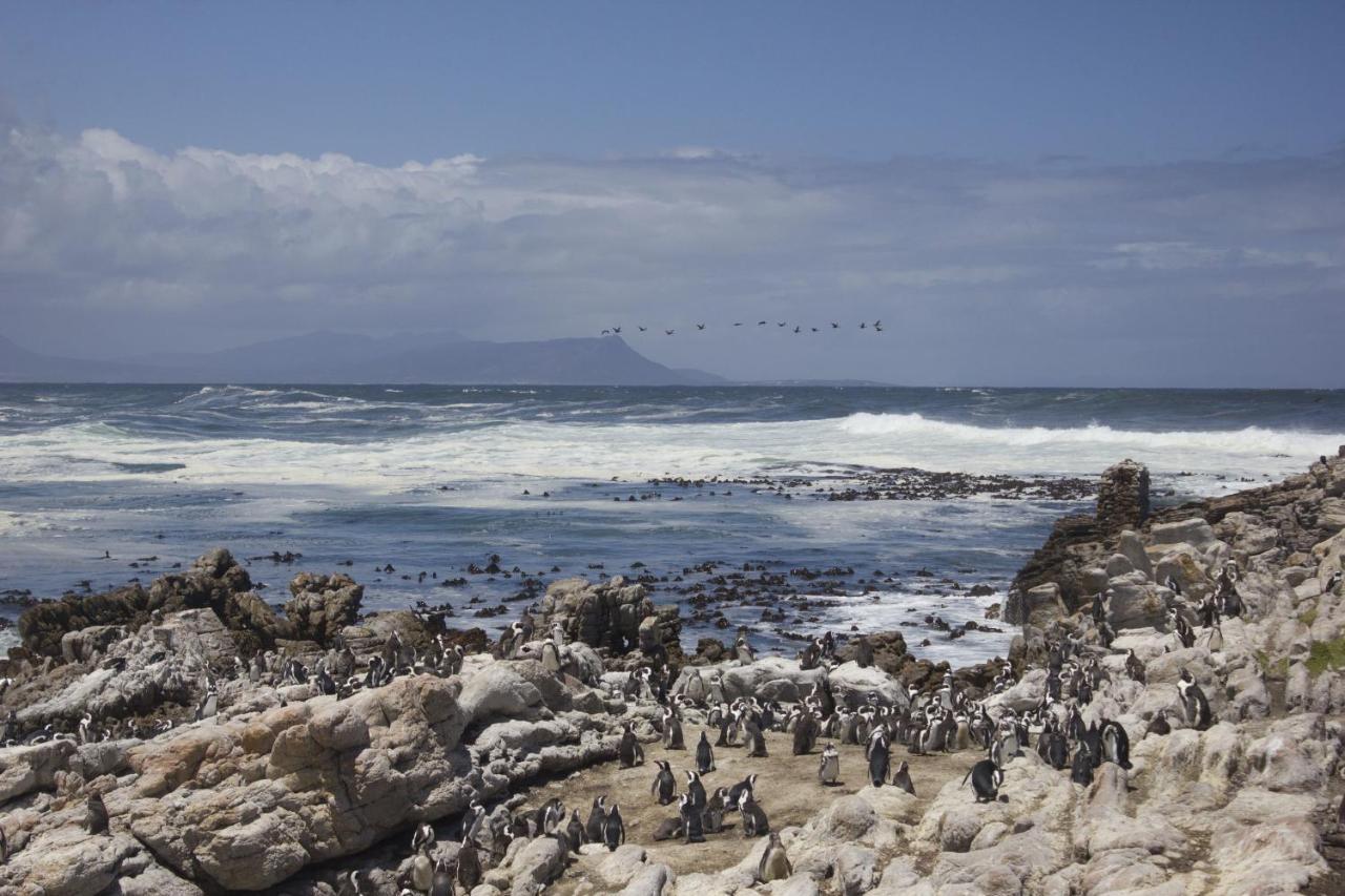 Silverdunes - Seaview Bettyʼs Bay Esterno foto